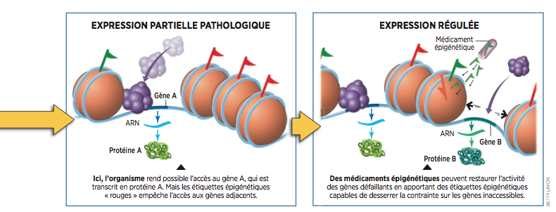 épigénétique et maladies auto immunes RV dans 10 ans !!!!! 9604313