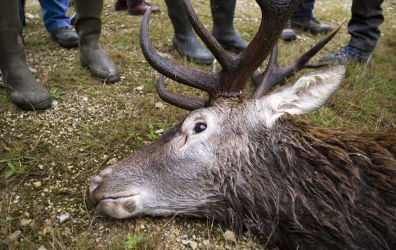 NON ! à la supression de la liberté du droit de non chasse. 8491327834824