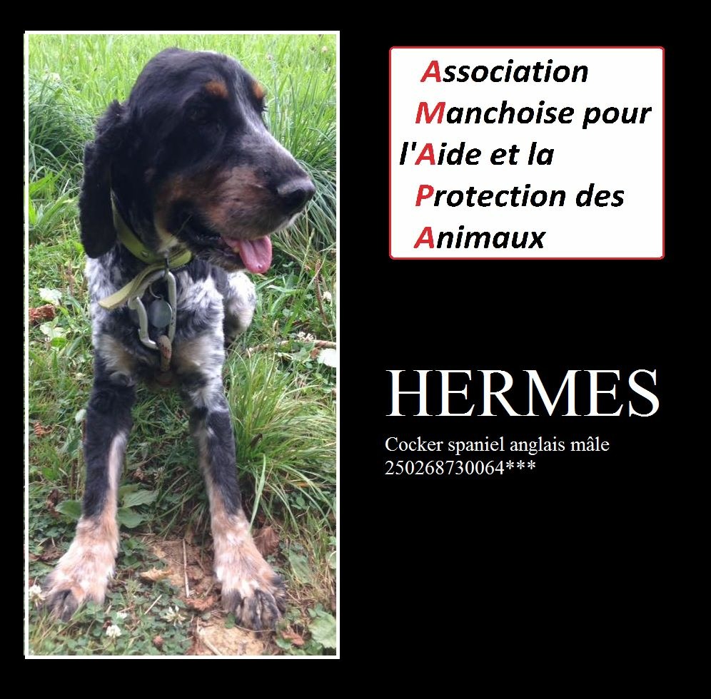 HERMES - cocker spaniel anglais 11 ans -  Les Protégés de la Manche (50) Img-3449