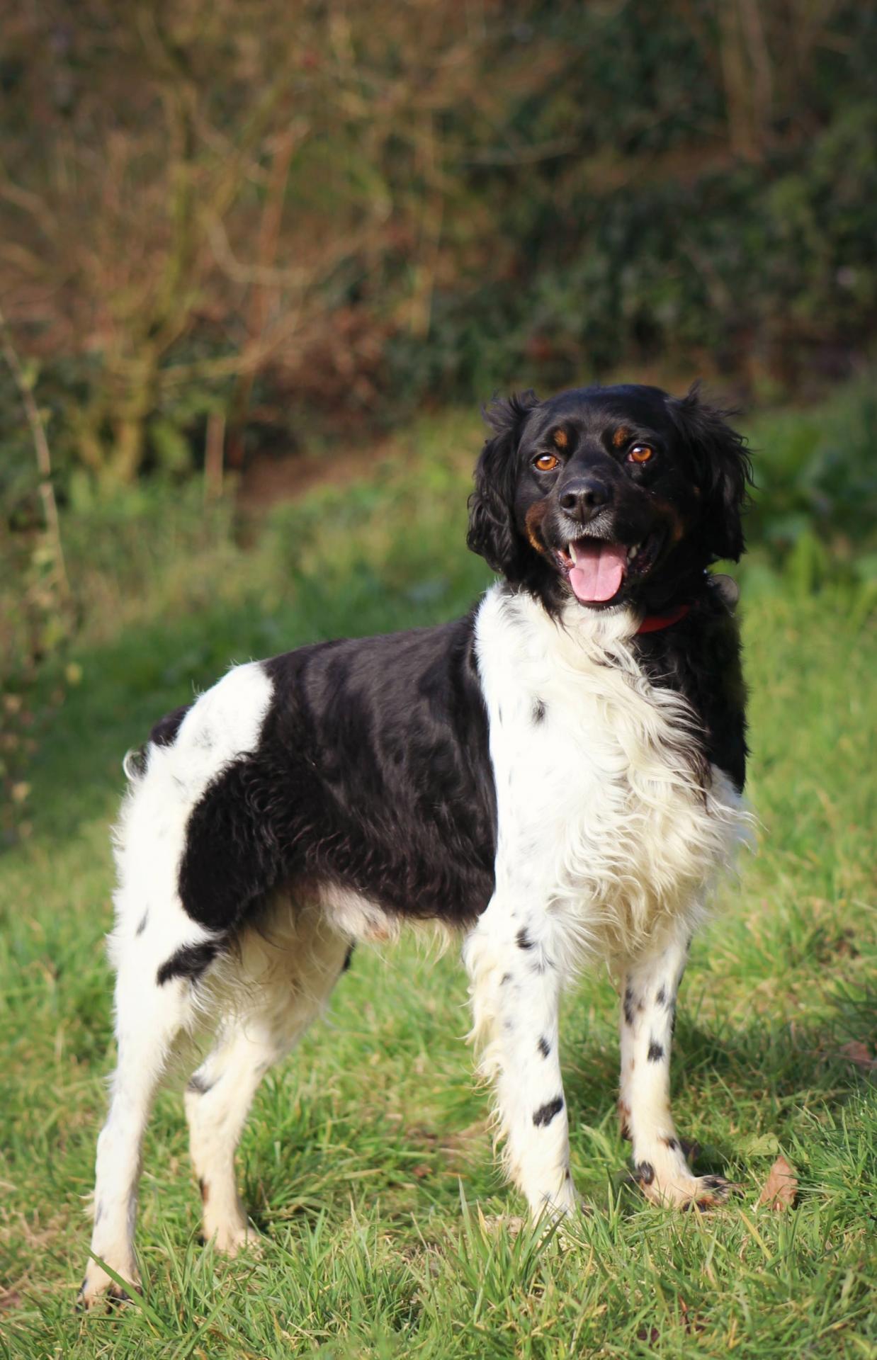 JUMPY - epagneul breton   tricolore 5 ans  (3 ans de refuge) - AMAPA à Coutances (50) Jumpy-1