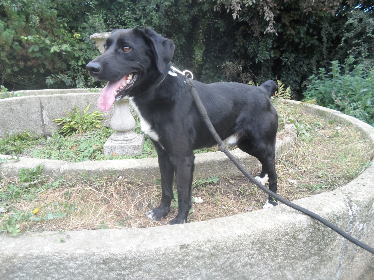 LOUSTIC - x labrador 3 ans - AMAPA à Coutances (50) Thumbnail-sam-3893