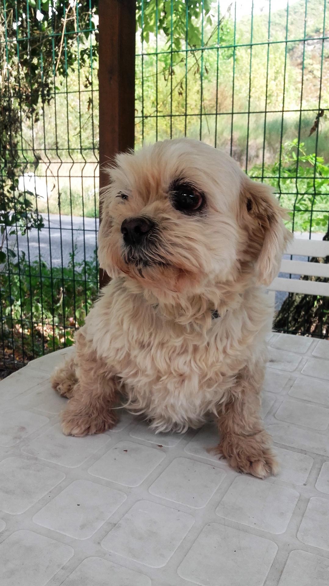 TINA - x bichon 14 ans - un peu sourde - Refuge de Digne (04) 20160831-144649