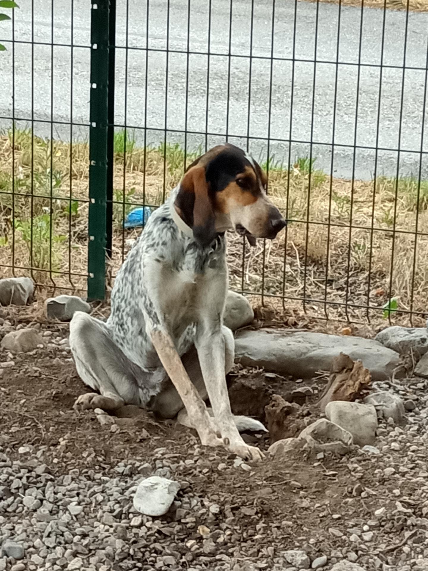 SIDd - gascon saintongeois 3 ans - Refuge de Digne (04) Cid