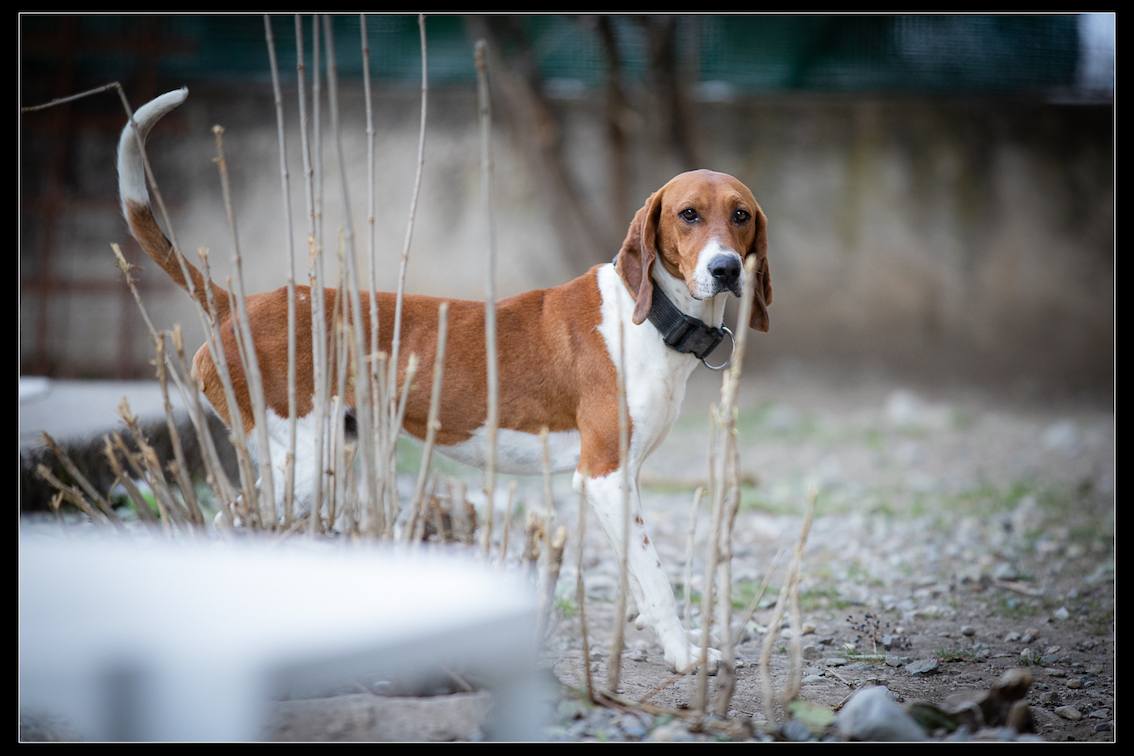 JAMES - x beagle 3 ans (3 ans de refuge)  - Refuge de Digne (04) Refuge-chiens-james-9956