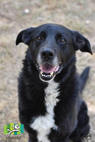 EPIK, x labrador/berger ? border collie  noir, cravatte blanche, 13 ans - MASAQ à Figeac (46) Chien80a