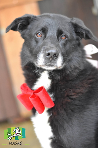 EPIK, x labrador/berger ? border collie  noir, cravatte blanche, 13 ans - MASAQ à Figeac (46) Epik2a