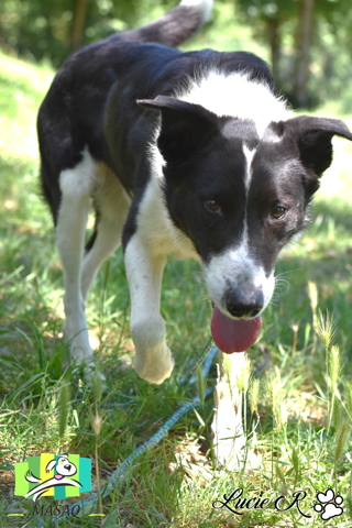 GUSS - x border collie 11 ans - MASAQ à Figeac (46) Guss3a