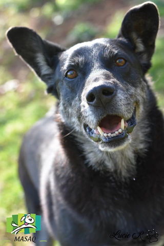 MARQUISE - x berger 14 ans (3 ans de refuge) - Refuge de Figeac (46) Marquise6