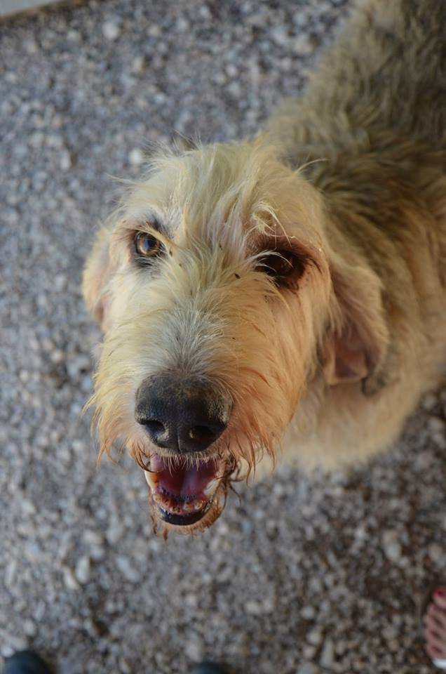 SACHA - x griffon 12 ans  (10 ans de refuge) - de MASAQ à Figeac (46) -  adoptes par Everclown SACHA