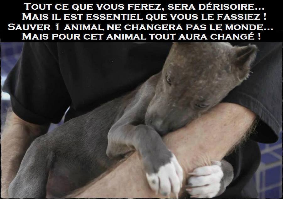 Comment adopter ?  Sauve