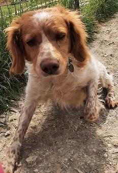 PENELOPE - epagneul breton 9 ans - Refuge Oleranais à Saint Georges d'Oleron (17) Penelope-1