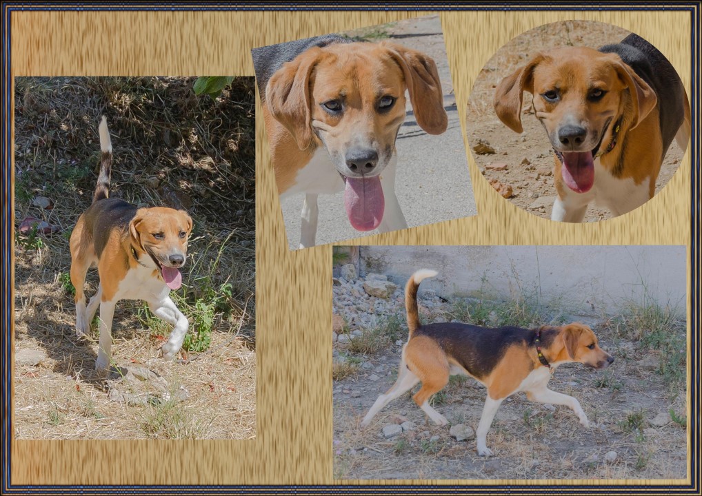 CALIN - x beagle 2 ans - Refuge de Toulon (83) Calin