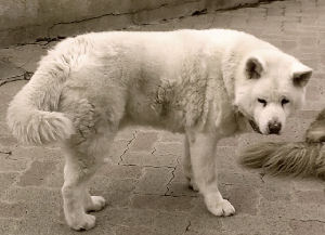 PRINCE  akita inu (m)je suis super gentil  REF  (25) ADOPTE Prince13