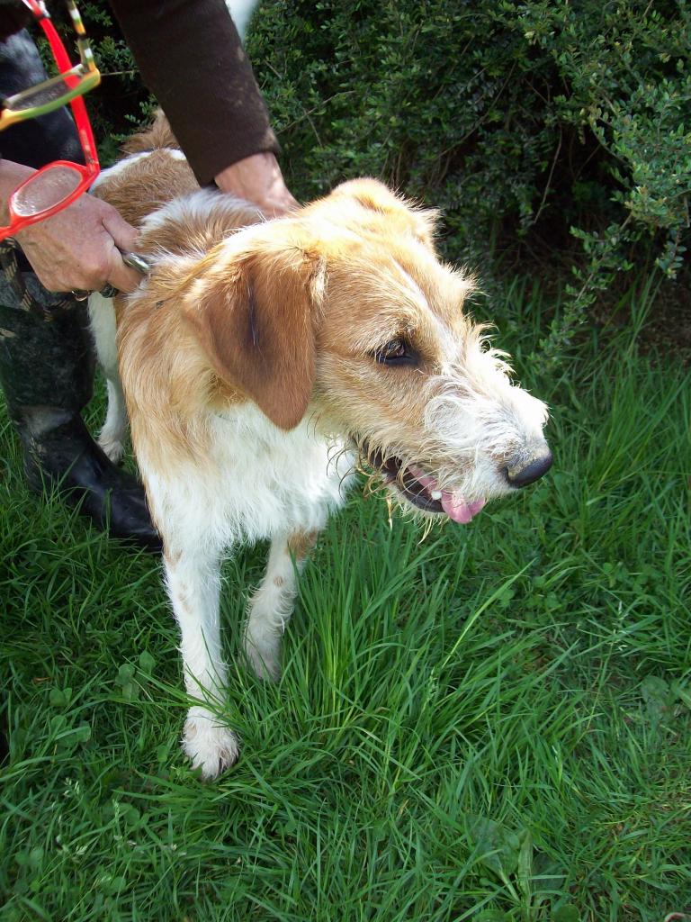 BUZZ - x fox terrier 3 ans  (2 ans de refuge) - ADAA à La Chapelle d'Andaine (61) Buzz2