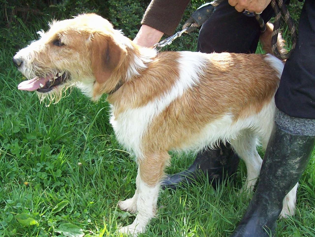 BUZZ - x fox terrier 3 ans  (2 ans de refuge) - ADAA à La Chapelle d'Andaine (61) Buzz4