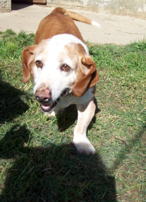 TINO - x basset hound 14 ans  (7 ans de refuge)- ADAA à La Chapelle d'Andaine (61) Tino3