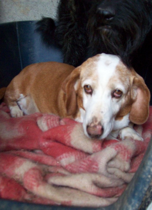 TINO - x basset hound 14 ans  (7 ans de refuge)- ADAA à La Chapelle d'Andaine (61) Tino5