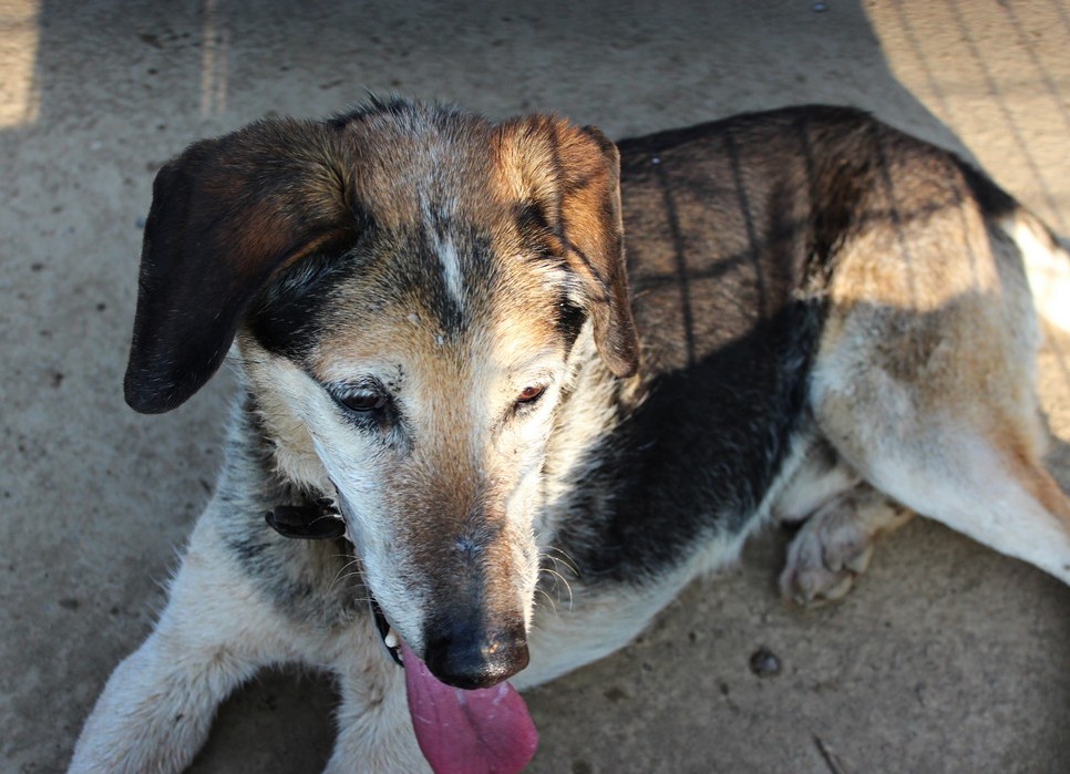 TOBE M. x beagle 14 ans (61) Refuge balou ADDA 12 ans de box Tobe2