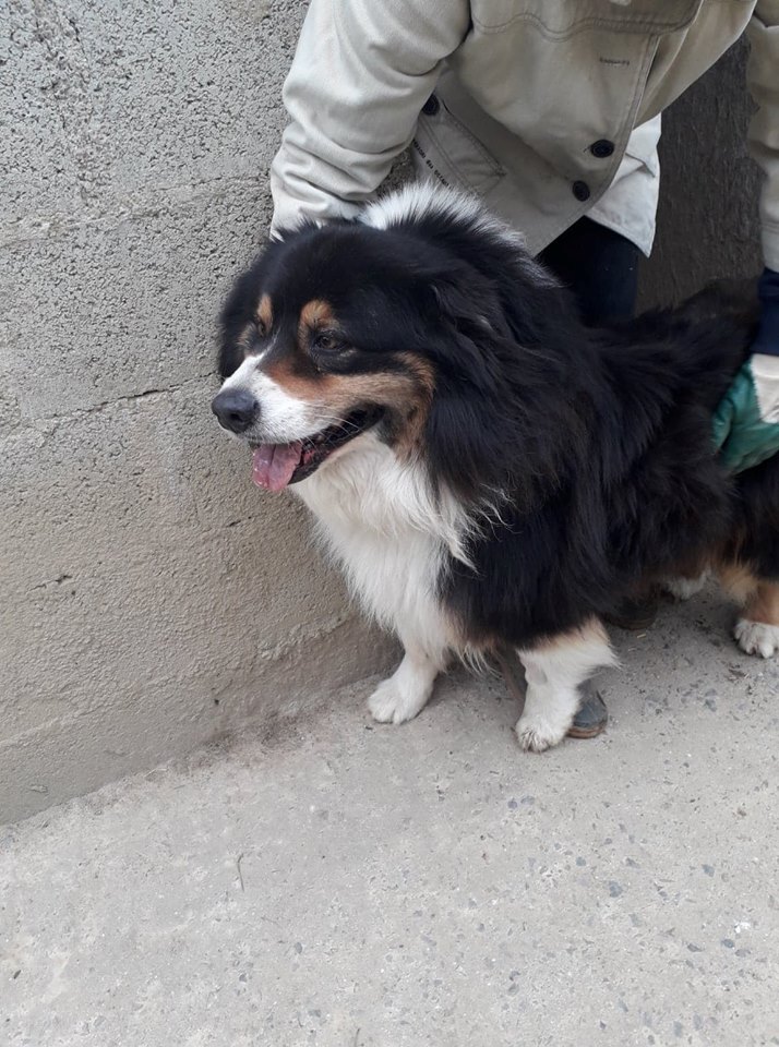 Fergus des Falaises d'Etretat - berger australien 9 ans - ADAA à La Chapelle d'Andaine (61)......... adopté par urask Fergus-des-falaises-2