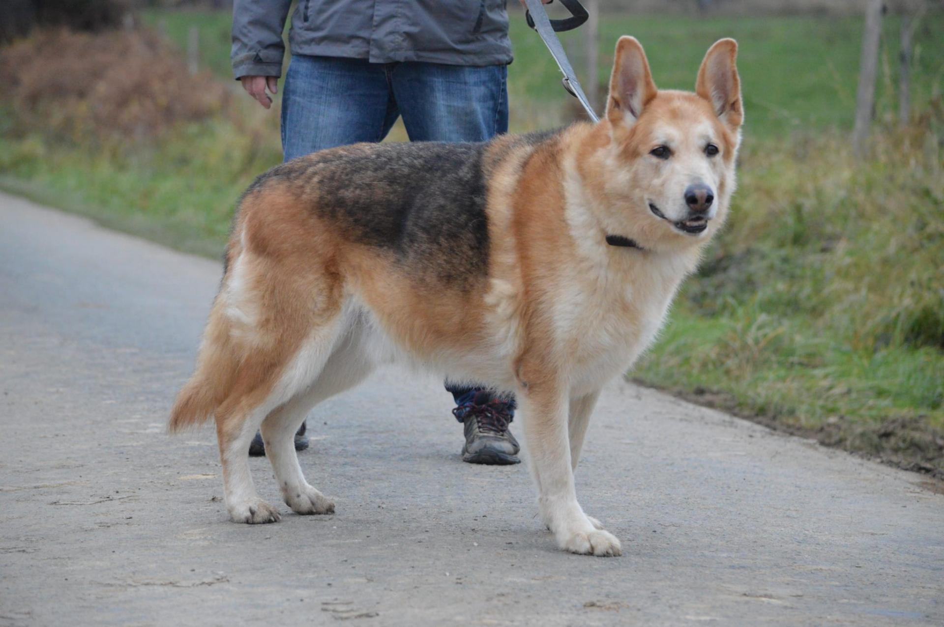 GUISMO -  x berger allemand 10 ans - Refuge ADAA à La Chapelle d'Andaine (61) Guizmo-1