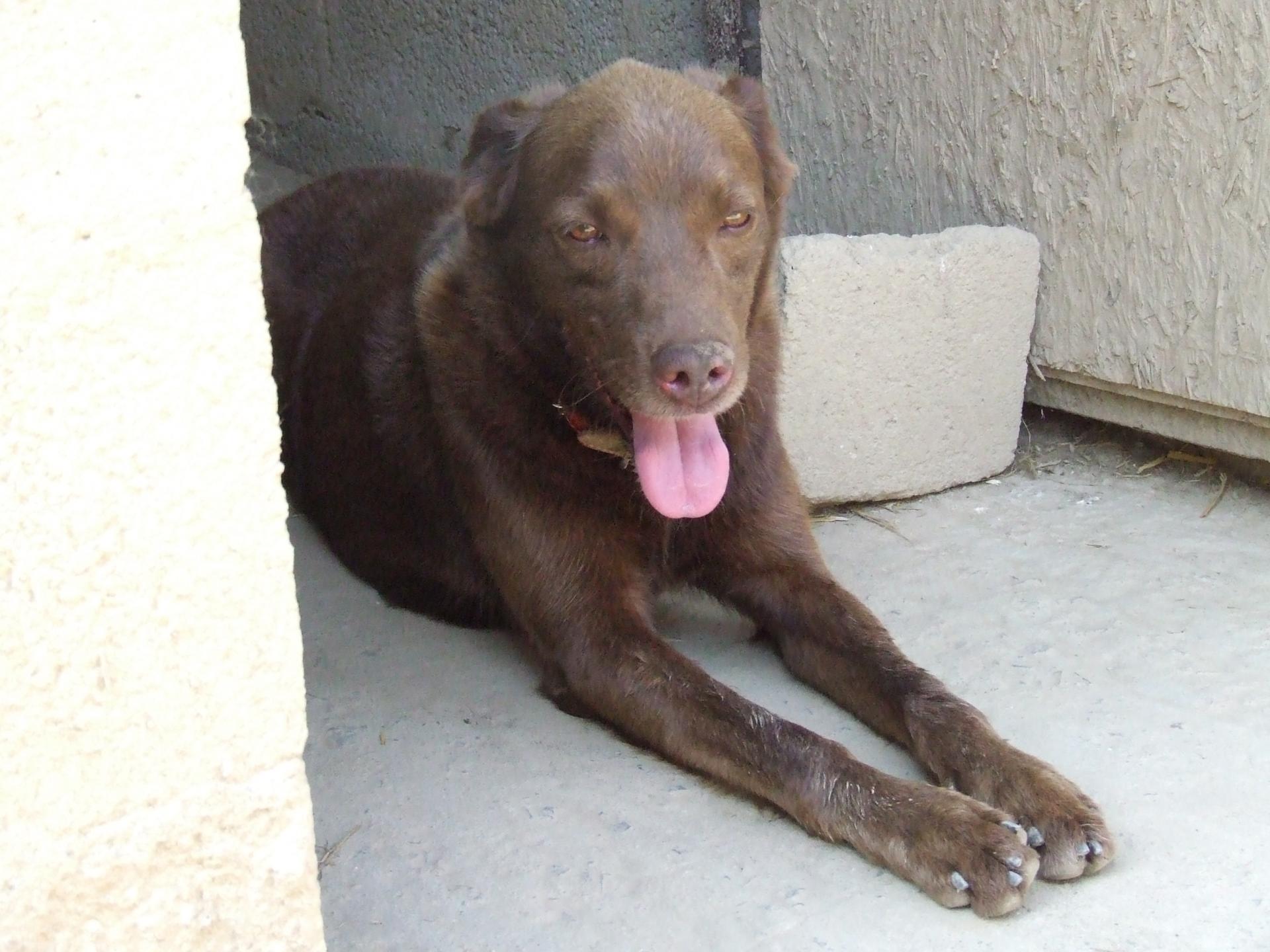 ISKO - x setter/labrador 5 ans - ADAA à La Chapelle d'Andaine (61) Isko-1