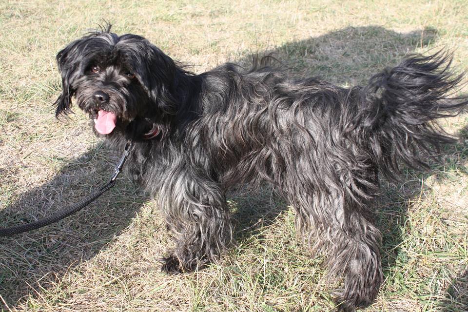 PEPITO (ex Mika- (Willy) griffon  terrier du Tibet ?  male noir de 2 ans  de Béthune - refuge du Mordant, Toul (54) Pepito_griffon