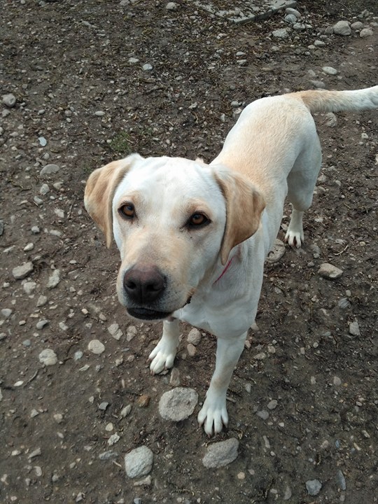 SABE - labrador 3 ans - Refuge les Trois Bornes à Pamiers (09) SABE