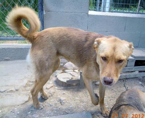 ATHENA - x labrador 4 ans - Sos Animaux à Perpignan (66) ATHENA