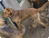 ATHENA - x labrador 4 ans - Sos Animaux à Perpignan (66) Athena