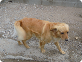 URSUSS croisé Golden Retriever 7 ans  -  SOS ANIMAUX A PERPIGNAN (66) Urssus