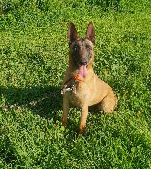 SAVANNAH Type berger belge Malinoise 9 ans (dont 6 de refuge) SPA DE TOULOUSE (31) - Page 3 GD014437