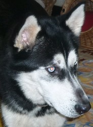ROXY, Husky noir et blanc 1 an, très paisible et très gentil, REF (13)   ADOPTE 2010Roxy11