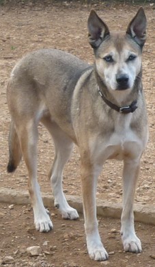 TEA X HUSKY (f)très gentille 11 ans REF (13)ADOPTEE 2010Thea