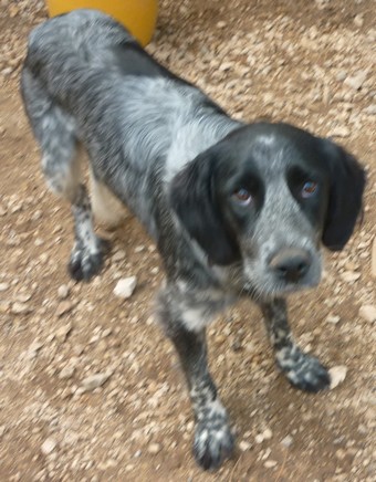 KELLY  -  x Setter 12 ans (10 ans de refuge)  eligible FALD  - Spa Refuge des Chiens en Liberté à Aix en Provence (13) eligible FALD 2011Kelly2