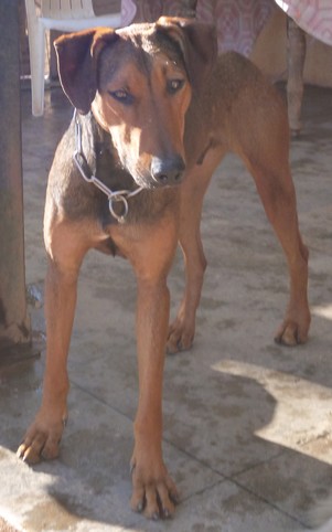 kasy - KASY - x doberman 12 ans (12 ans de refuge) eligible fald -  - Refuge des Chiens en Liberté à Aix en Provence (13) 2013Kindy2