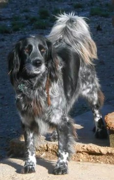 kelly - KELLY  -  x Setter 12 ans (10 ans de refuge)  eligible FALD  - Spa Refuge des Chiens en Liberté à Aix en Provence (13) eligible FALD 2015Kelly1