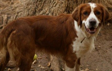 PACO - x golden/epagneul 3 ans - Refuge 13 des Chiens en Liberté à Aix en Provence (13) 2015pacon