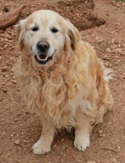 GIBBS - golden retriever 5 ans - Spa 13 des Chiens en Liberté à Aix en Provence (13) 2016Gibbs