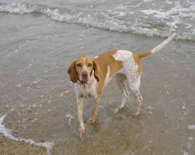 DOUCE - beagle 8 ans - Refuge des Chiens en Liberté à Aix en Provence (13) DSC00109