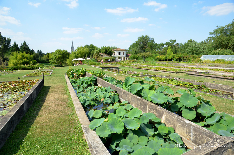 Reportage sur l'histoire de Latour-Marliac depuis 1875 20130831074718-52475f6c