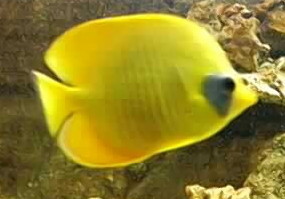 jaune citron ou douceur Poisson_jaune