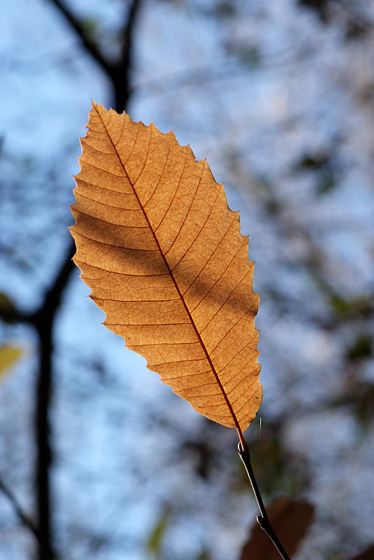 Dernière série d'automne (avant l'année prochaine) 221108_10