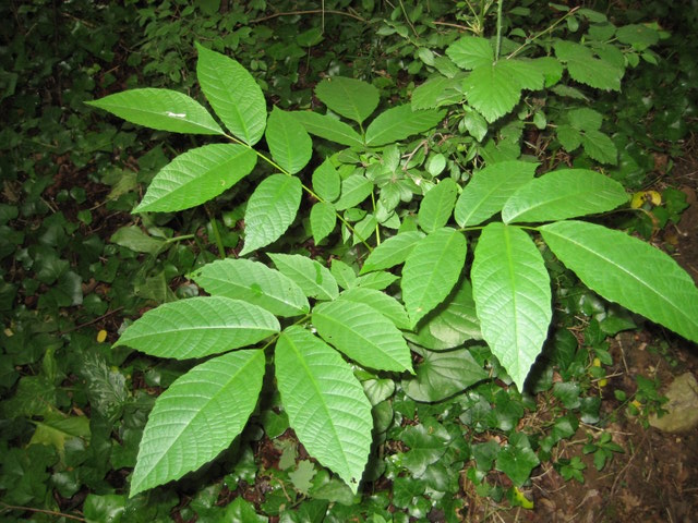 Juglans regia [Identification] Img4417semisnoyer