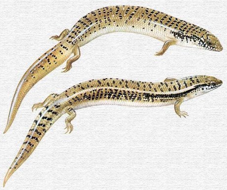    FAUNA      Chalcides_ocellatus_draw_k