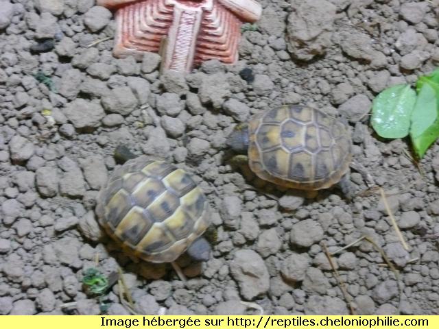 Bébés tortue 1288702871-p1050046