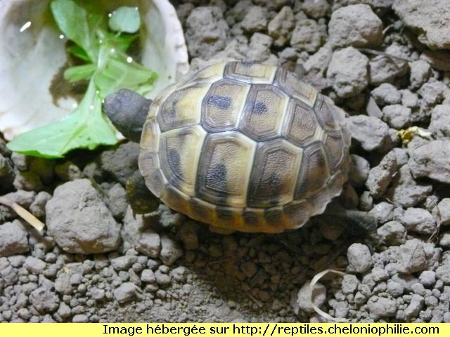 Bébés tortue 1288703250-p1050049