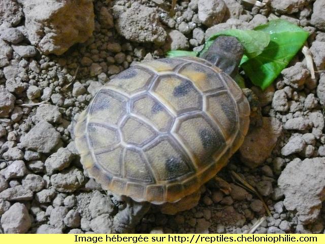 Bébés tortue 1288703356-p1050050