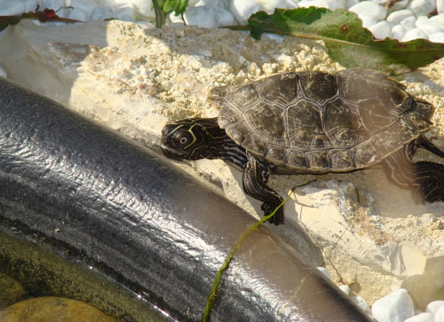 Mes Tortues Retour en bassin 2011 1302447356-dsc02611