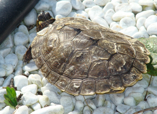 Mes Tortues Retour en bassin 2011 1302447481-dsc02613