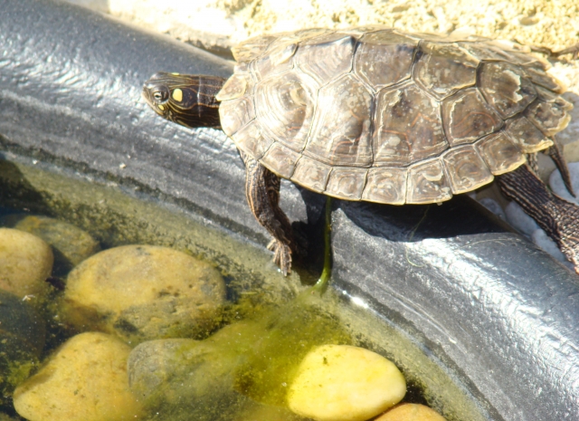 Mes Tortues Retour en bassin 2011 1302447493-dsc02614